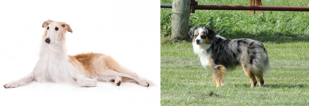 Toy Australian Shepherd vs Borzoi - Breed Comparison