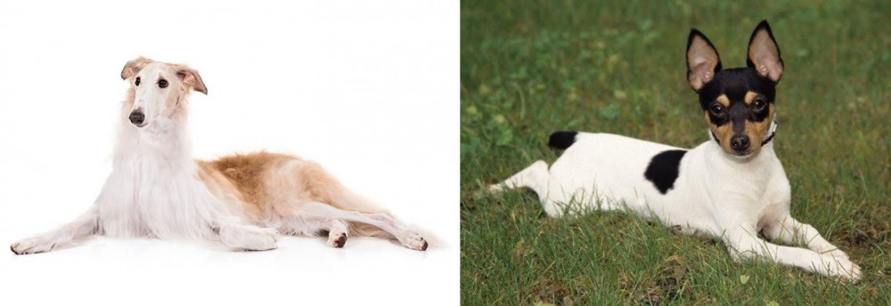Toy Fox Terrier vs Borzoi - Breed Comparison