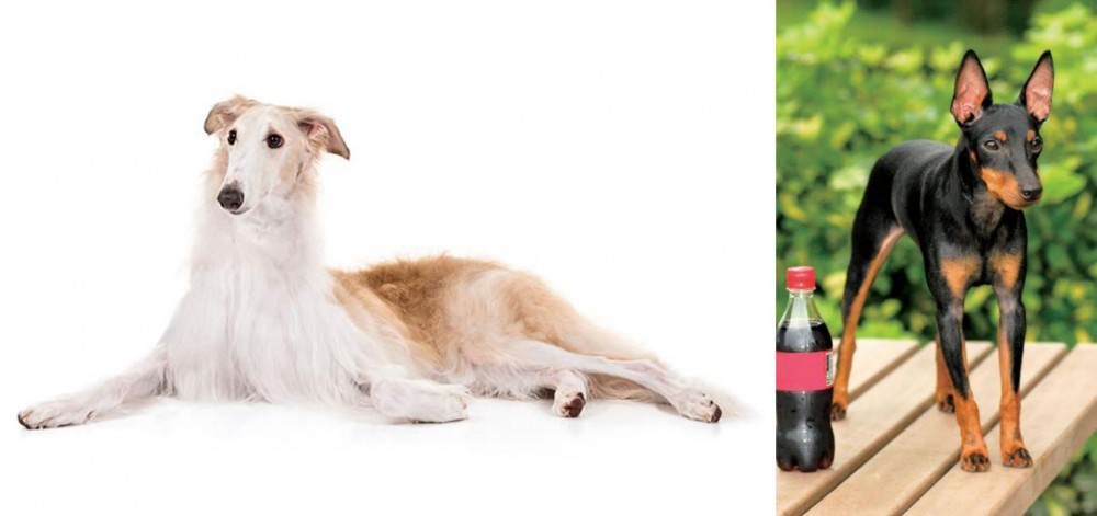 Toy Manchester Terrier vs Borzoi - Breed Comparison