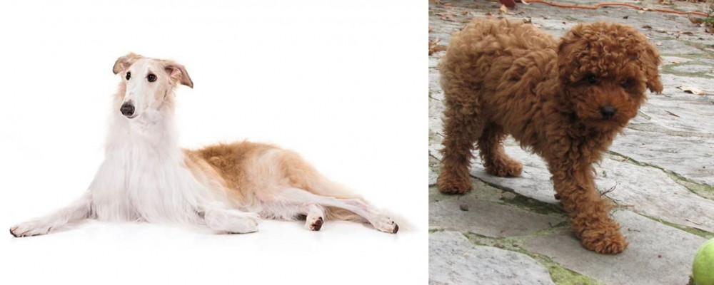 Toy Poodle vs Borzoi - Breed Comparison