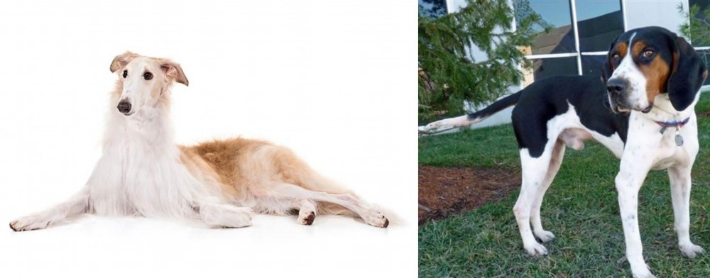 Treeing Walker Coonhound vs Borzoi - Breed Comparison
