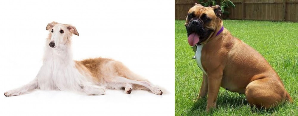 Valley Bulldog vs Borzoi - Breed Comparison