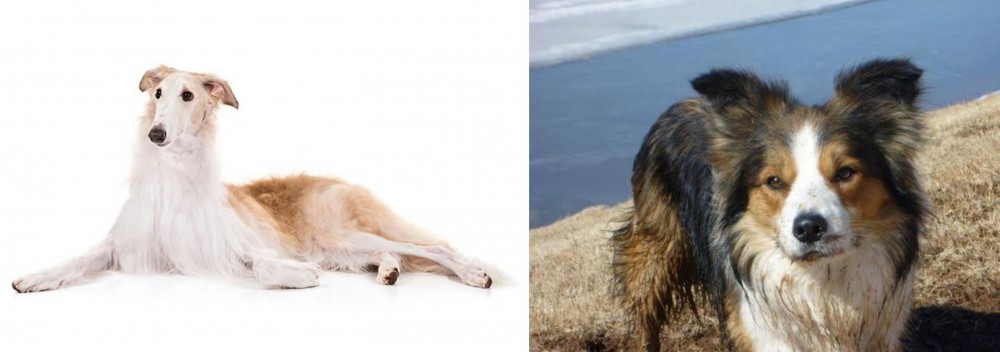 Welsh Sheepdog vs Borzoi - Breed Comparison
