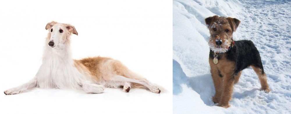Welsh Terrier vs Borzoi - Breed Comparison