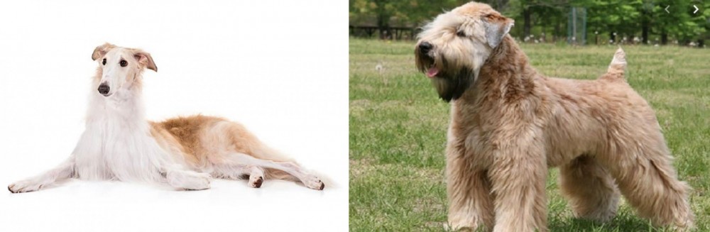 Wheaten Terrier vs Borzoi - Breed Comparison