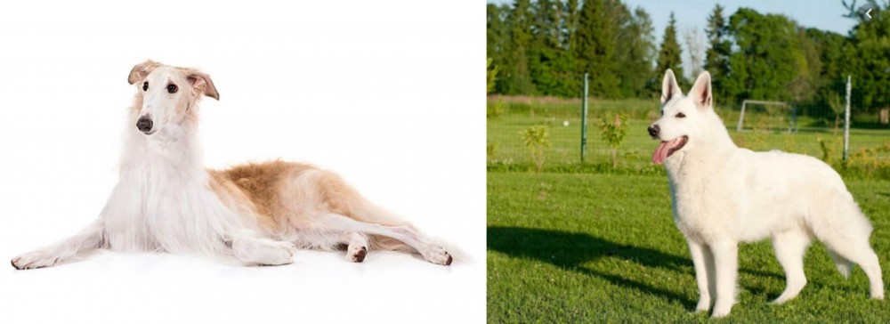 White Shepherd vs Borzoi - Breed Comparison