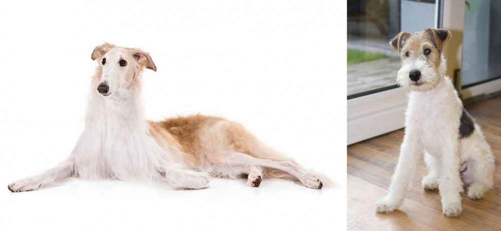 Wire Fox Terrier vs Borzoi - Breed Comparison