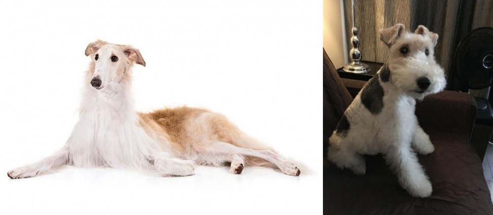 Wire Haired Fox Terrier vs Borzoi - Breed Comparison