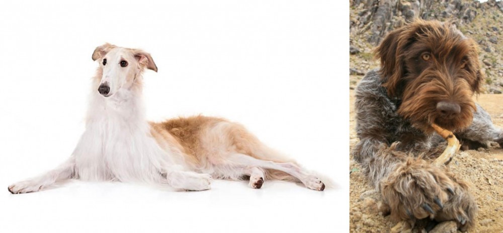 Wirehaired Pointing Griffon vs Borzoi - Breed Comparison