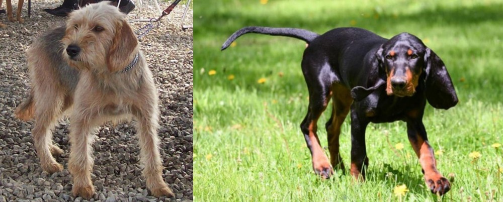 Black and Tan Coonhound vs Bosnian Coarse-Haired Hound - Breed Comparison