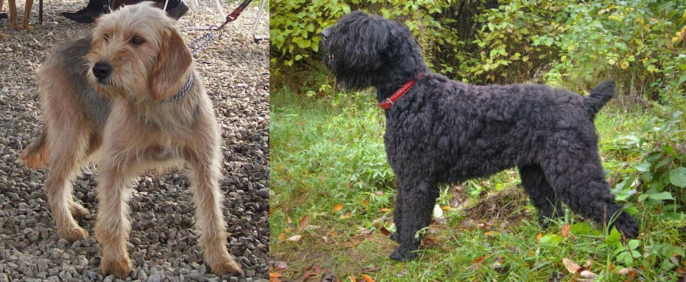 Black Russian Terrier vs Bosnian Coarse-Haired Hound - Breed Comparison