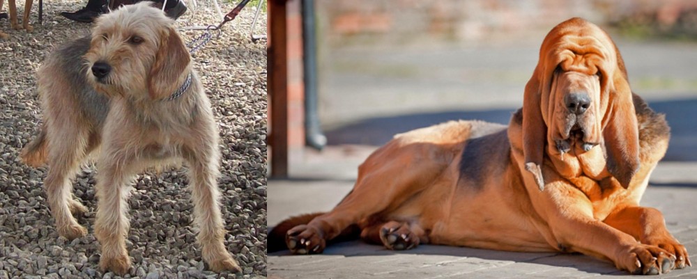 Bloodhound vs Bosnian Coarse-Haired Hound - Breed Comparison