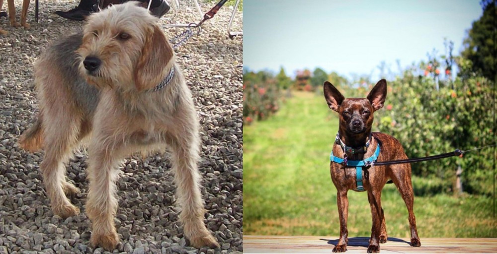 Bospin vs Bosnian Coarse-Haired Hound - Breed Comparison