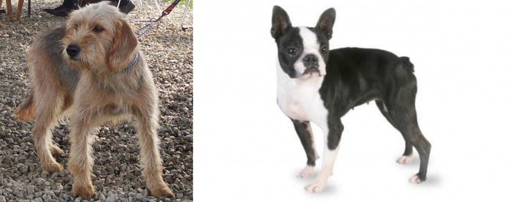Boston Terrier vs Bosnian Coarse-Haired Hound - Breed Comparison