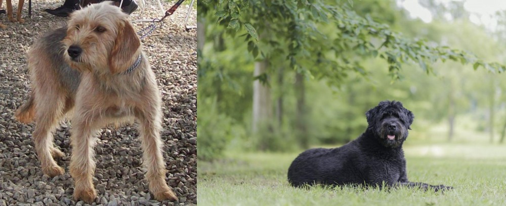 Bouvier des Flandres vs Bosnian Coarse-Haired Hound - Breed Comparison