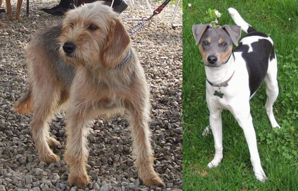 Brazilian Terrier vs Bosnian Coarse-Haired Hound - Breed Comparison
