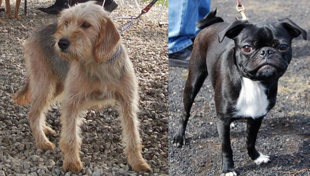 Bugg vs Bosnian Coarse-Haired Hound - Breed Comparison