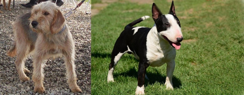 Bull Terrier Miniature vs Bosnian Coarse-Haired Hound - Breed Comparison