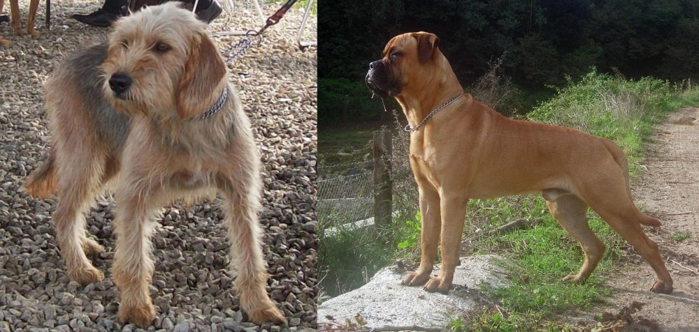 Bullmastiff vs Bosnian Coarse-Haired Hound - Breed Comparison