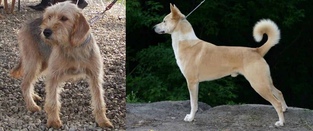 Canaan Dog vs Bosnian Coarse-Haired Hound - Breed Comparison