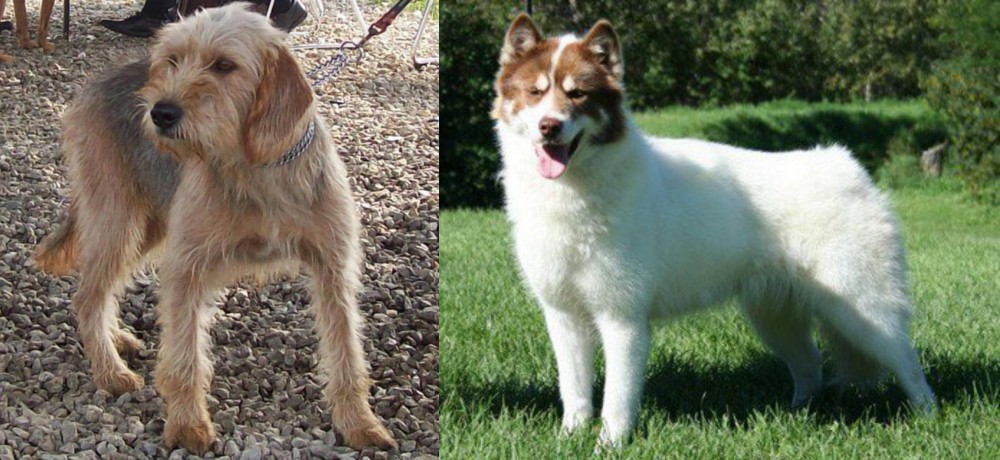 Canadian Eskimo Dog vs Bosnian Coarse-Haired Hound - Breed Comparison