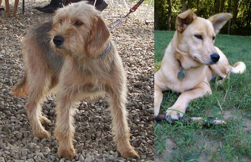 Carolina Dog vs Bosnian Coarse-Haired Hound - Breed Comparison