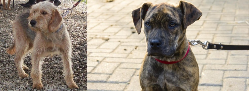 Catahoula Bulldog vs Bosnian Coarse-Haired Hound - Breed Comparison