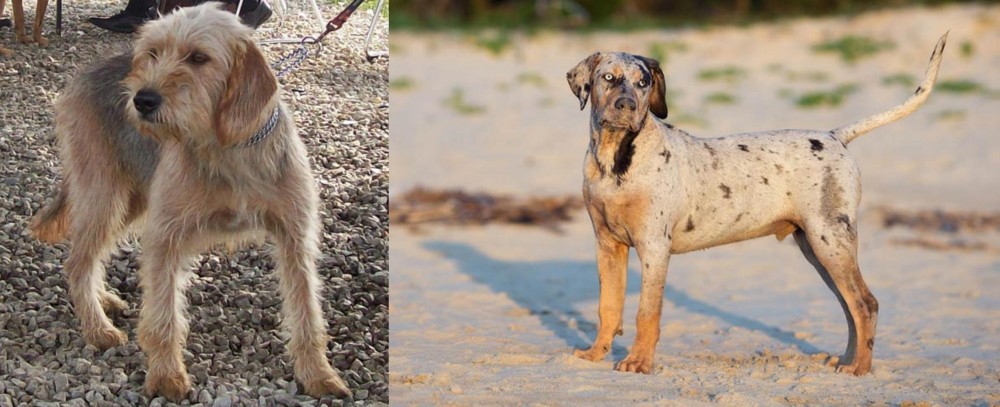 Catahoula Cur vs Bosnian Coarse-Haired Hound - Breed Comparison