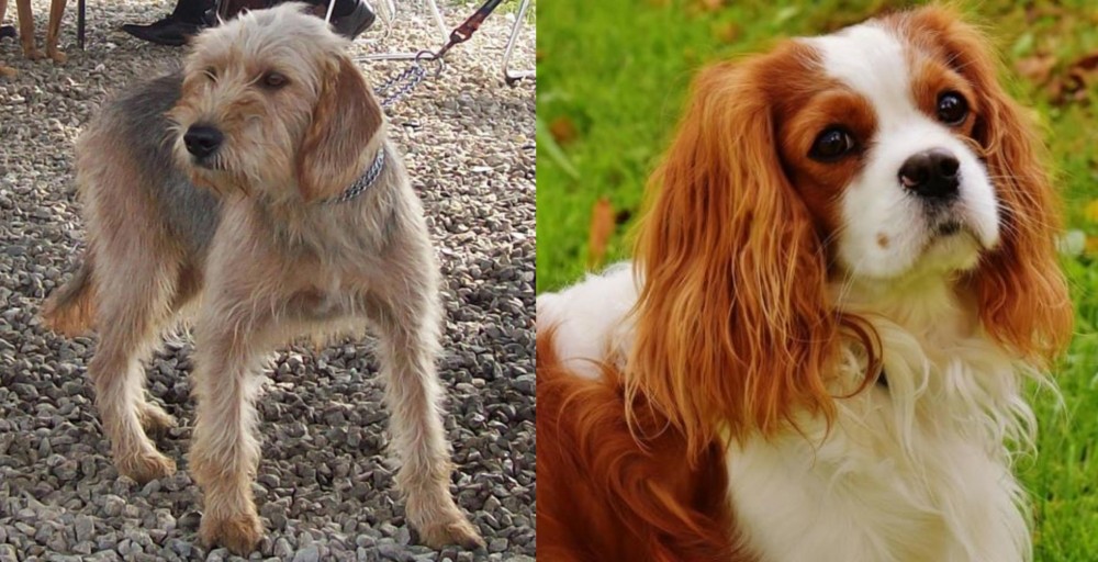 Cavalier King Charles Spaniel vs Bosnian Coarse-Haired Hound - Breed Comparison