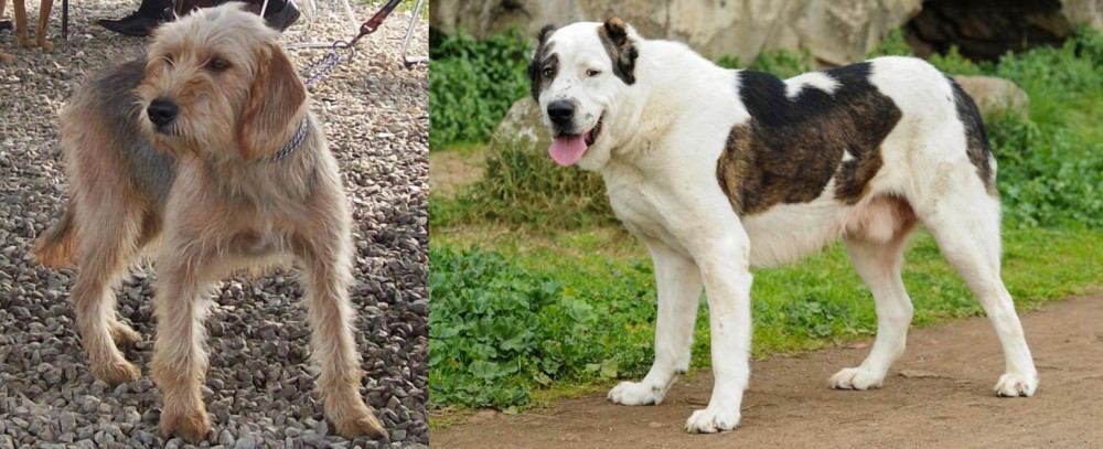 Central Asian Shepherd vs Bosnian Coarse-Haired Hound - Breed Comparison