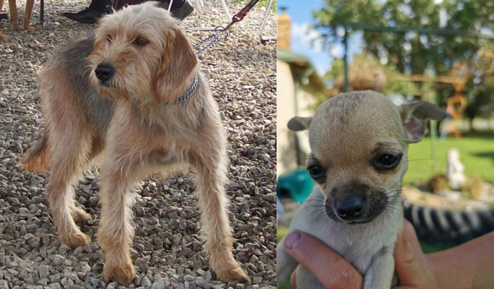 Chihuahua vs Bosnian Coarse-Haired Hound - Breed Comparison