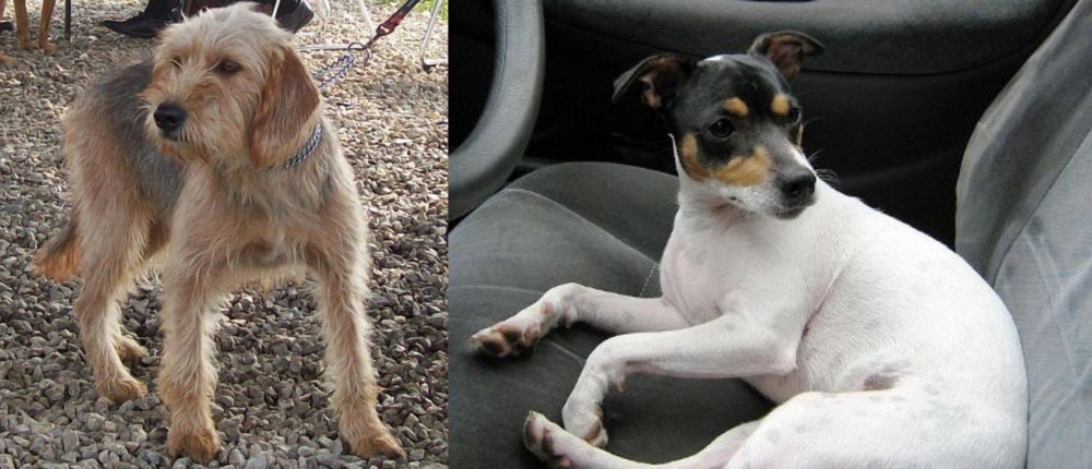 Chilean Fox Terrier vs Bosnian Coarse-Haired Hound - Breed Comparison