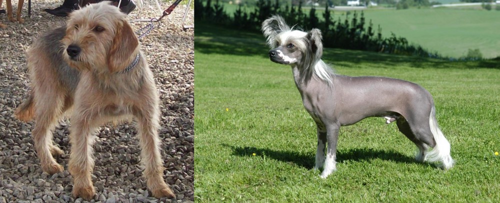 Chinese Crested Dog vs Bosnian Coarse-Haired Hound - Breed Comparison