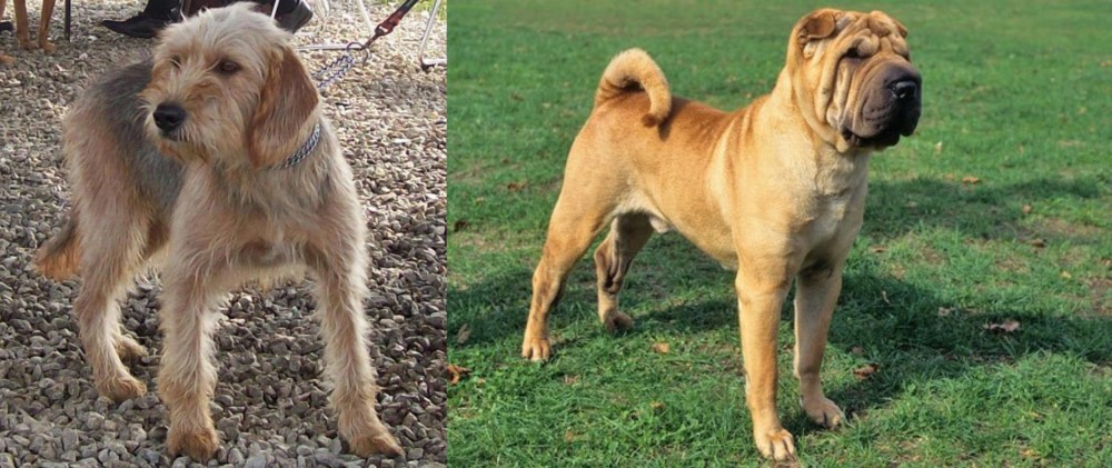 Chinese Shar Pei vs Bosnian Coarse-Haired Hound - Breed Comparison