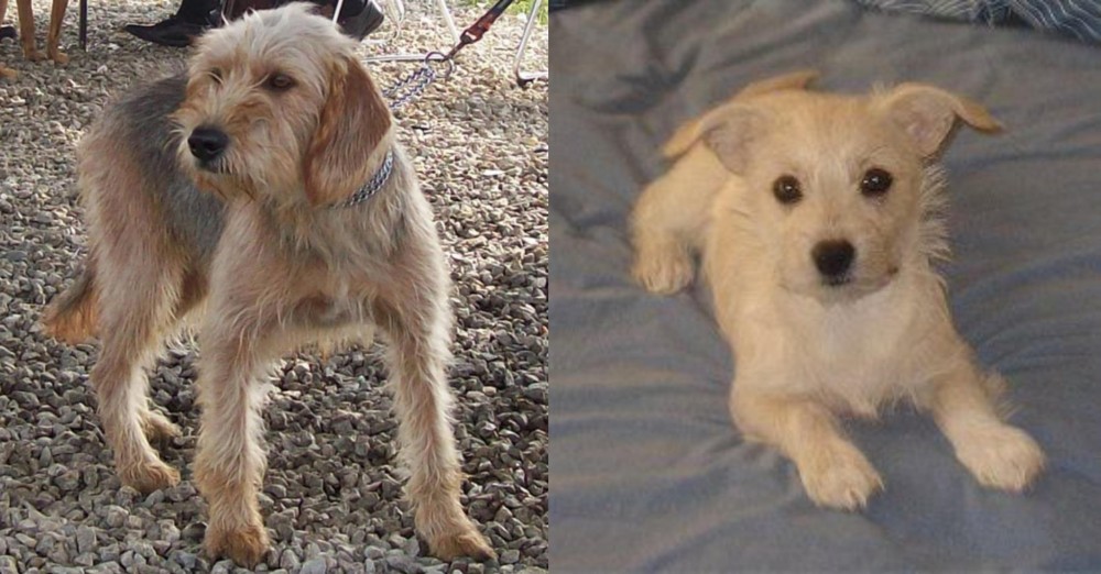 Chipoo vs Bosnian Coarse-Haired Hound - Breed Comparison