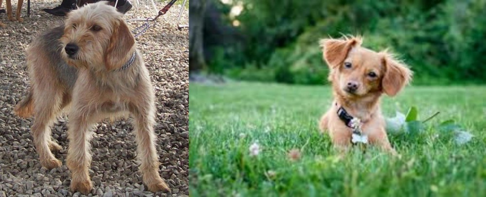 Chiweenie vs Bosnian Coarse-Haired Hound - Breed Comparison