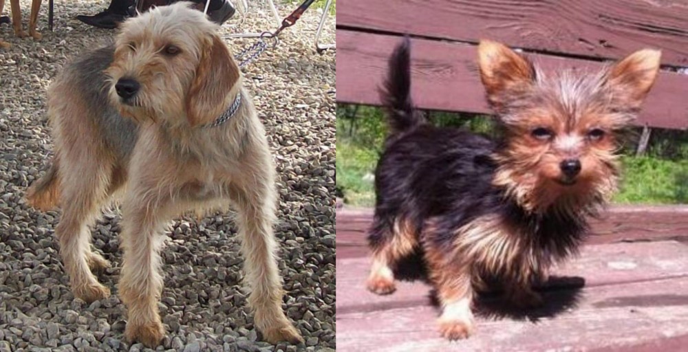 Chorkie vs Bosnian Coarse-Haired Hound - Breed Comparison