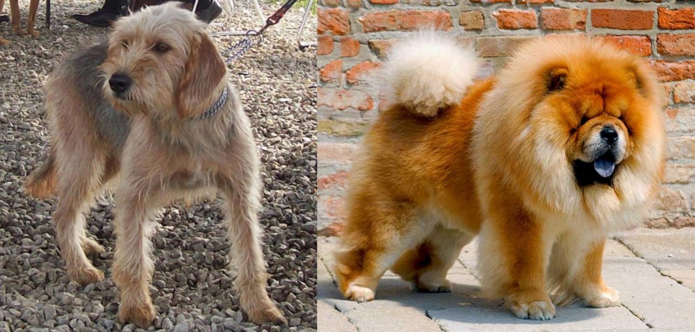 Chow Chow vs Bosnian Coarse-Haired Hound - Breed Comparison