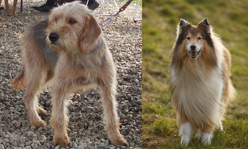Collie vs Bosnian Coarse-Haired Hound - Breed Comparison