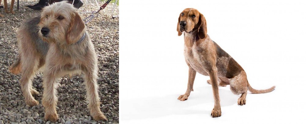 Coonhound vs Bosnian Coarse-Haired Hound - Breed Comparison