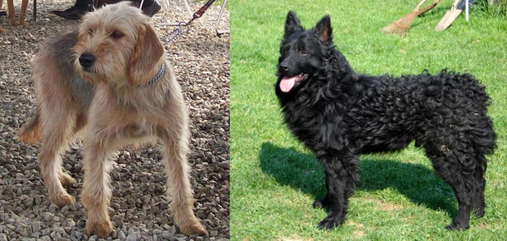 Croatian Sheepdog vs Bosnian Coarse-Haired Hound - Breed Comparison
