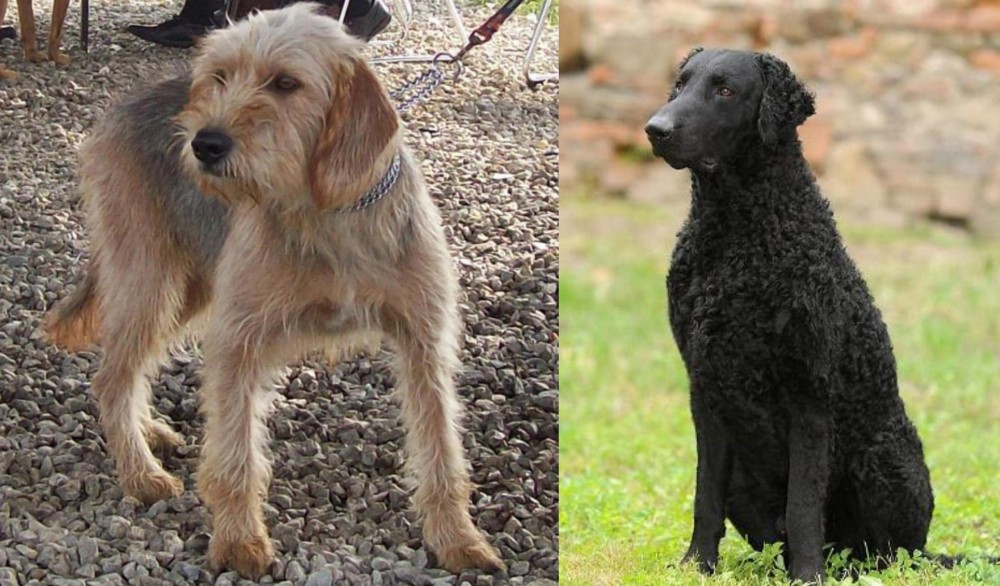 Curly Coated Retriever vs Bosnian Coarse-Haired Hound - Breed Comparison