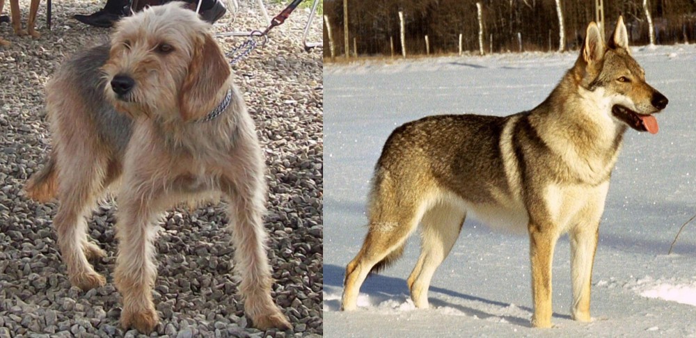 Czechoslovakian Wolfdog vs Bosnian Coarse-Haired Hound - Breed Comparison