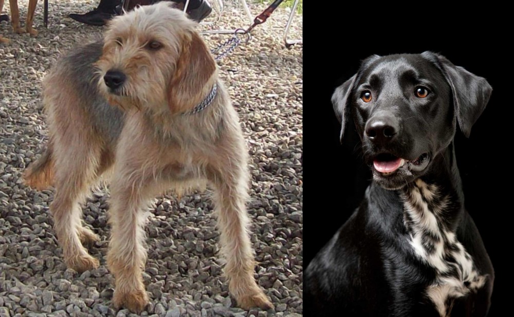 Dalmador vs Bosnian Coarse-Haired Hound - Breed Comparison