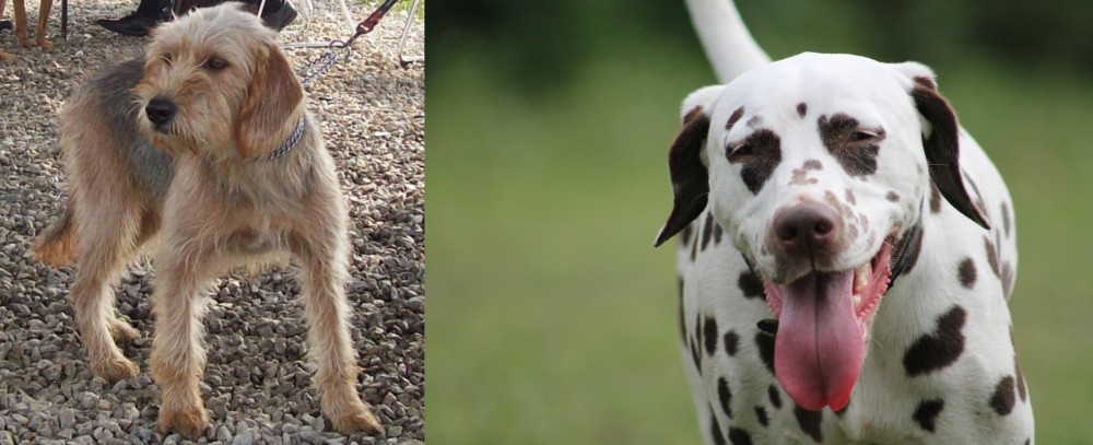 Dalmatian vs Bosnian Coarse-Haired Hound - Breed Comparison