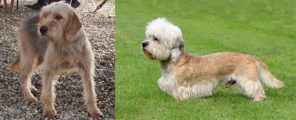 Dandie Dinmont Terrier vs Bosnian Coarse-Haired Hound - Breed Comparison