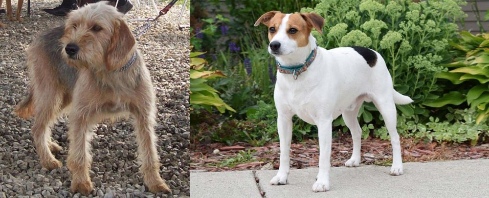 Danish Swedish Farmdog vs Bosnian Coarse-Haired Hound - Breed Comparison