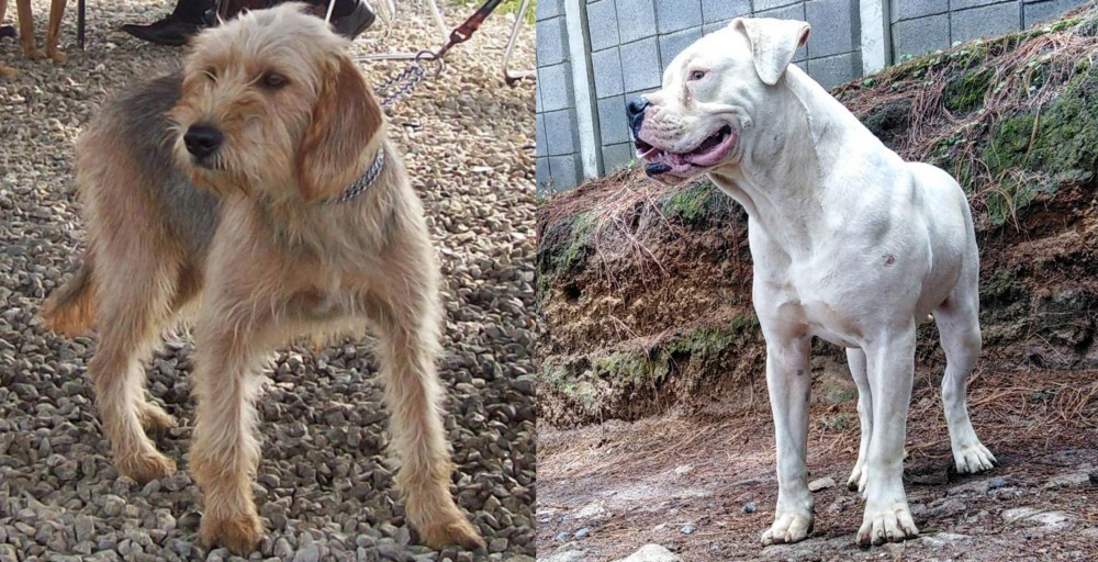 Dogo Guatemalteco vs Bosnian Coarse-Haired Hound - Breed Comparison