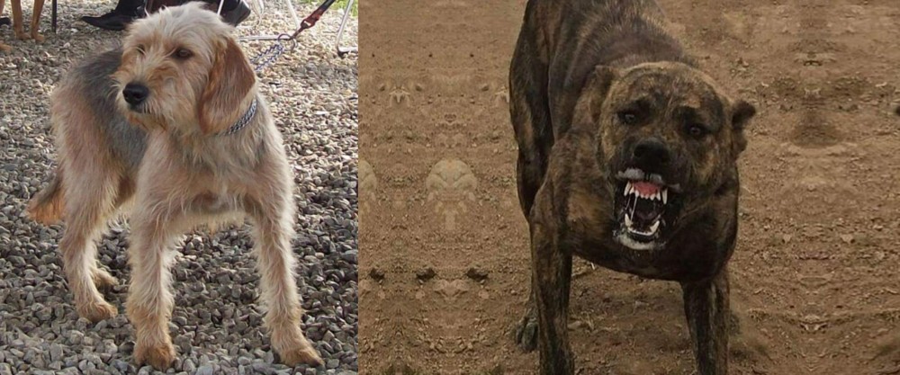 Dogo Sardesco vs Bosnian Coarse-Haired Hound - Breed Comparison