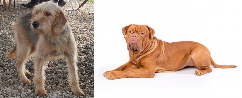 Dogue De Bordeaux vs Bosnian Coarse-Haired Hound - Breed Comparison